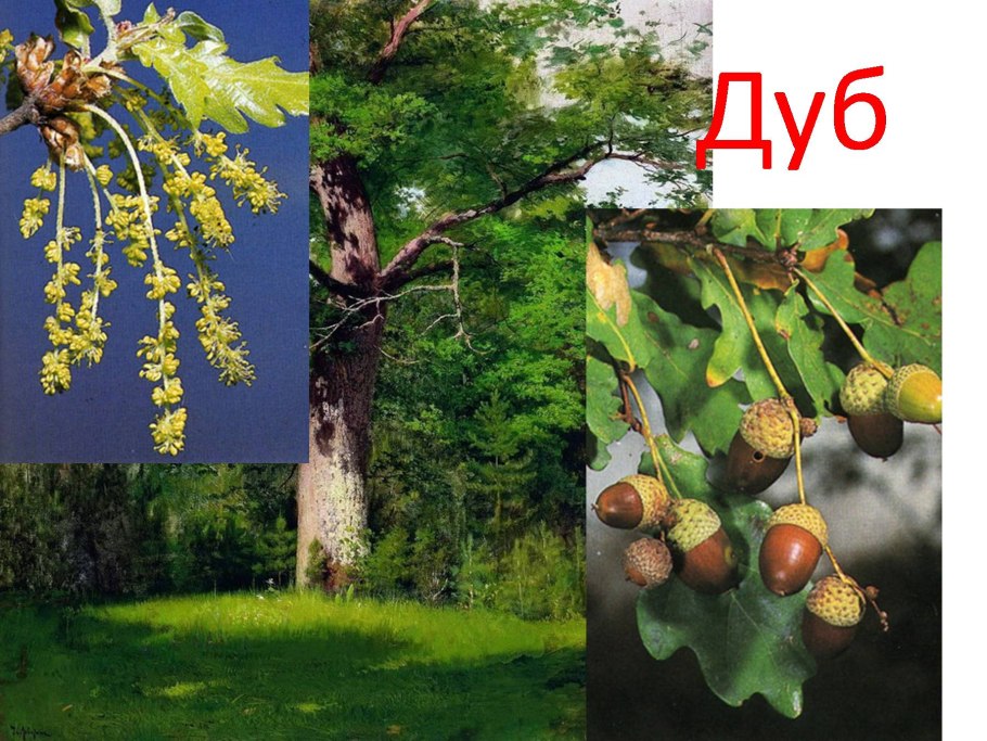 Образования на ветках дуба