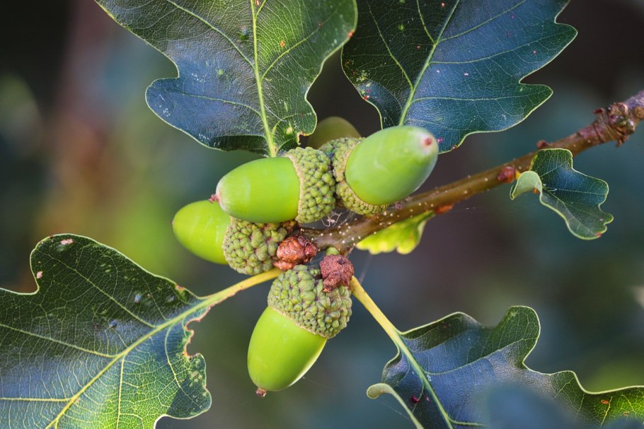 Дуб черешчатый желуди
