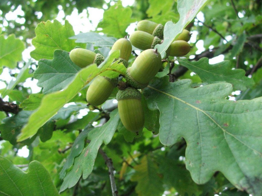 Дуб черешчатый (Quercus Robur)