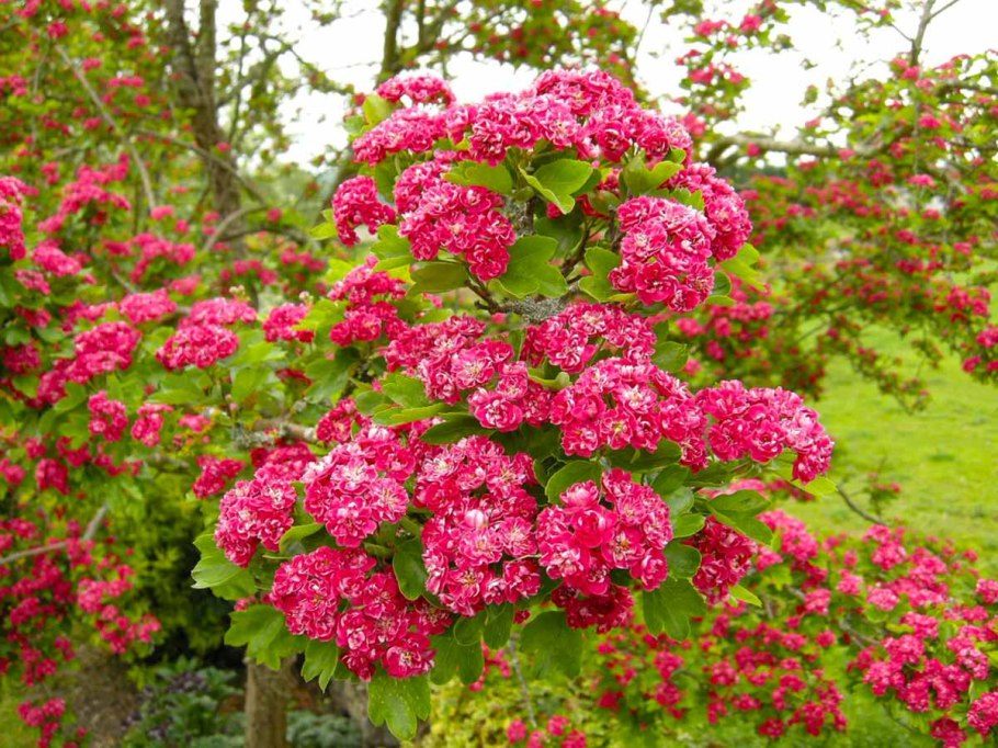 Боярышник однопестичный цветение