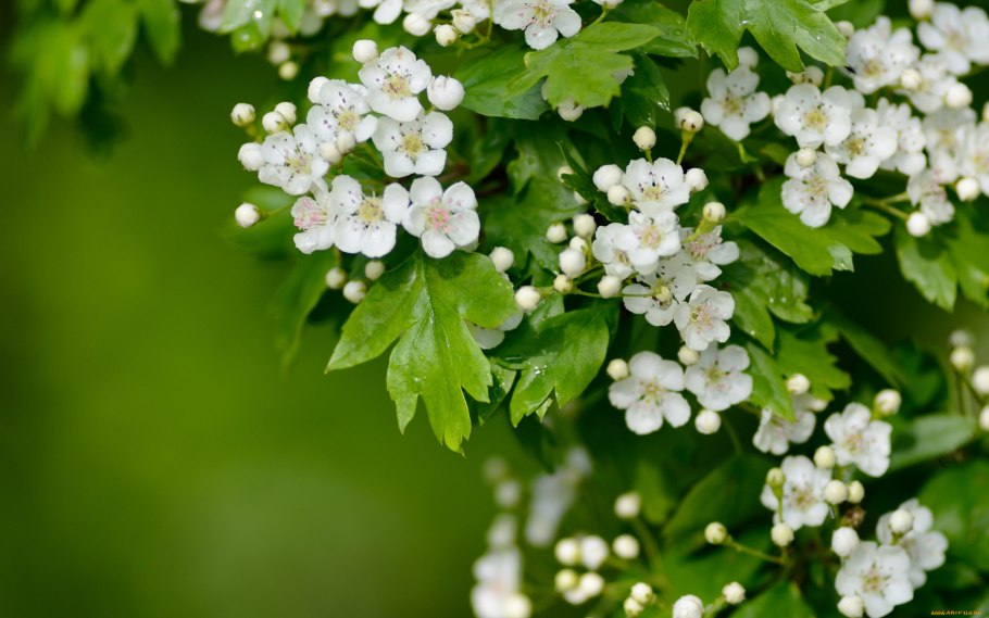 Боярышник однопестичный соцветие