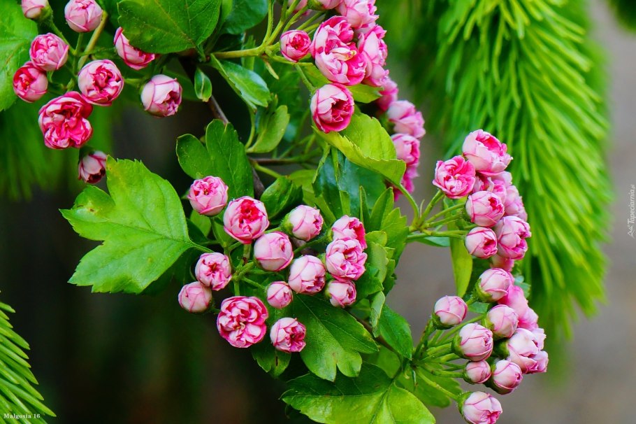 Боярышник однопестичный цветение