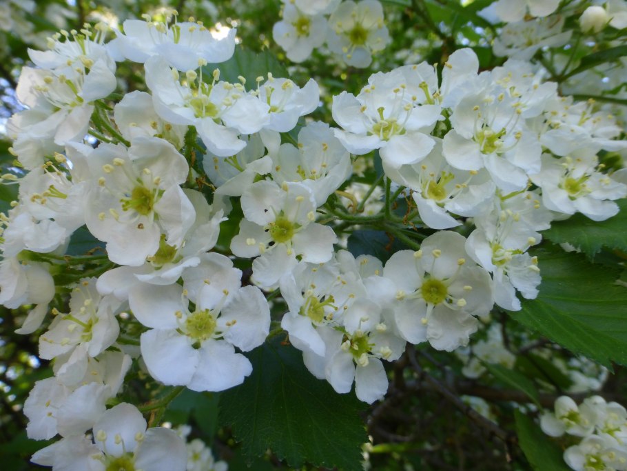 Боярышник Сибирский цветет