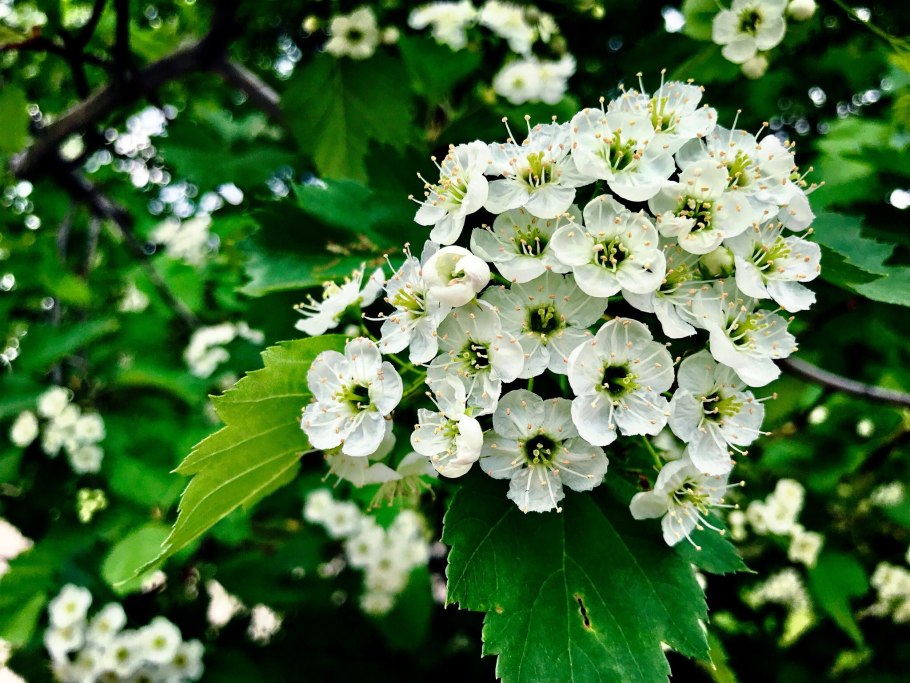 Hawthorn красный цветет