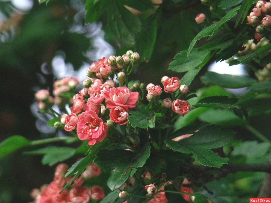 Боярышник обыкновенный Кримсон Клауд