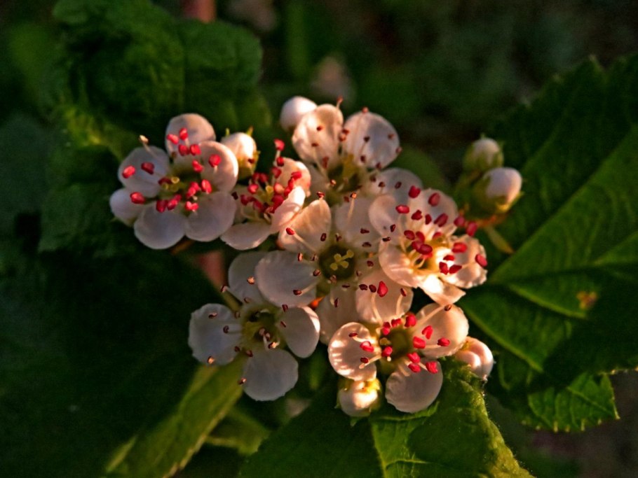 Боярышник розовоцветный