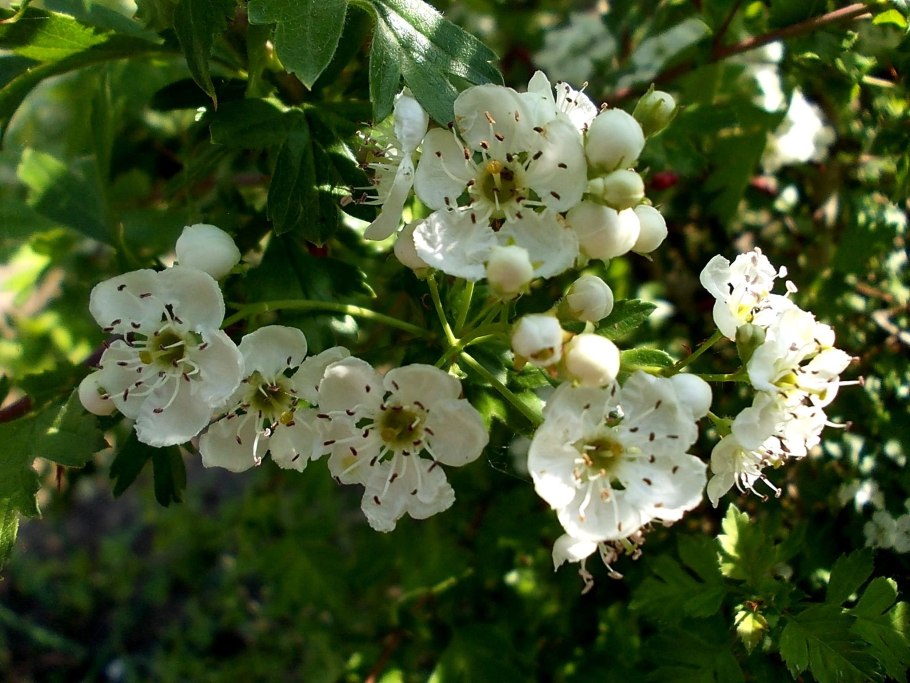 Боярышник однопестичный