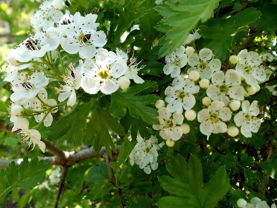 Боярышник Рубра плена