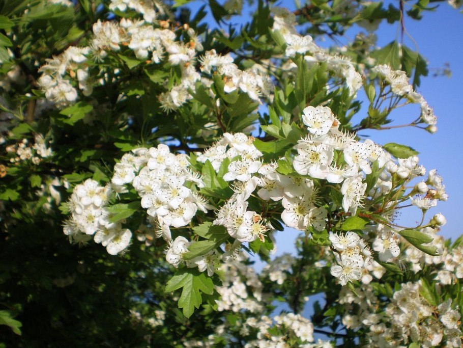 Боярышник laevigata 'Paul's Scarlet'