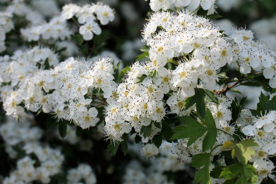 Боярышник вееровидный