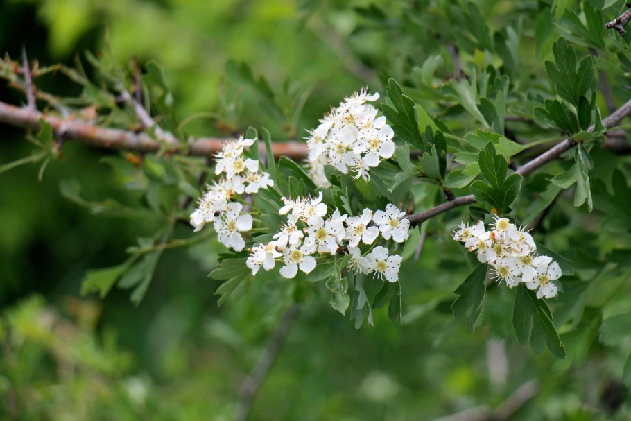 Яблоневый боярышник кустарник