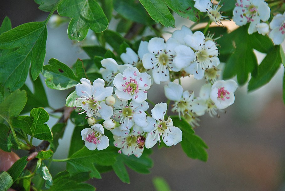 Боярышник Розеум