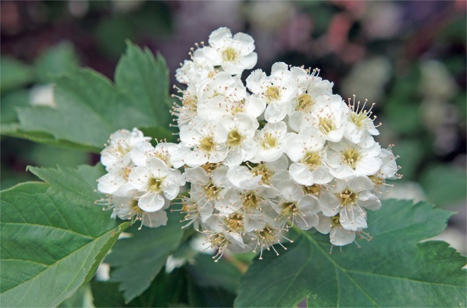 Crataegus monogyna 'flexuosa'