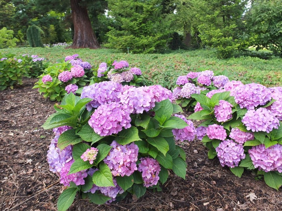 Гортензия крупнолистная Фрейденштайн