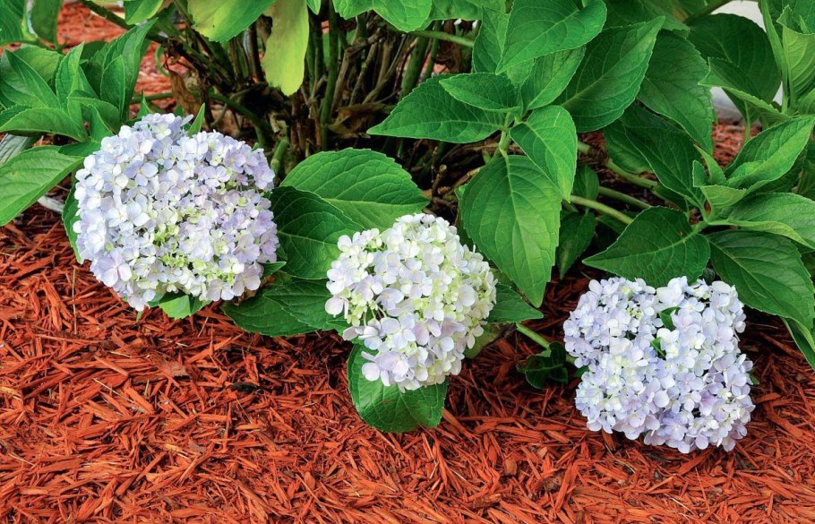 Мульчирование гортензии