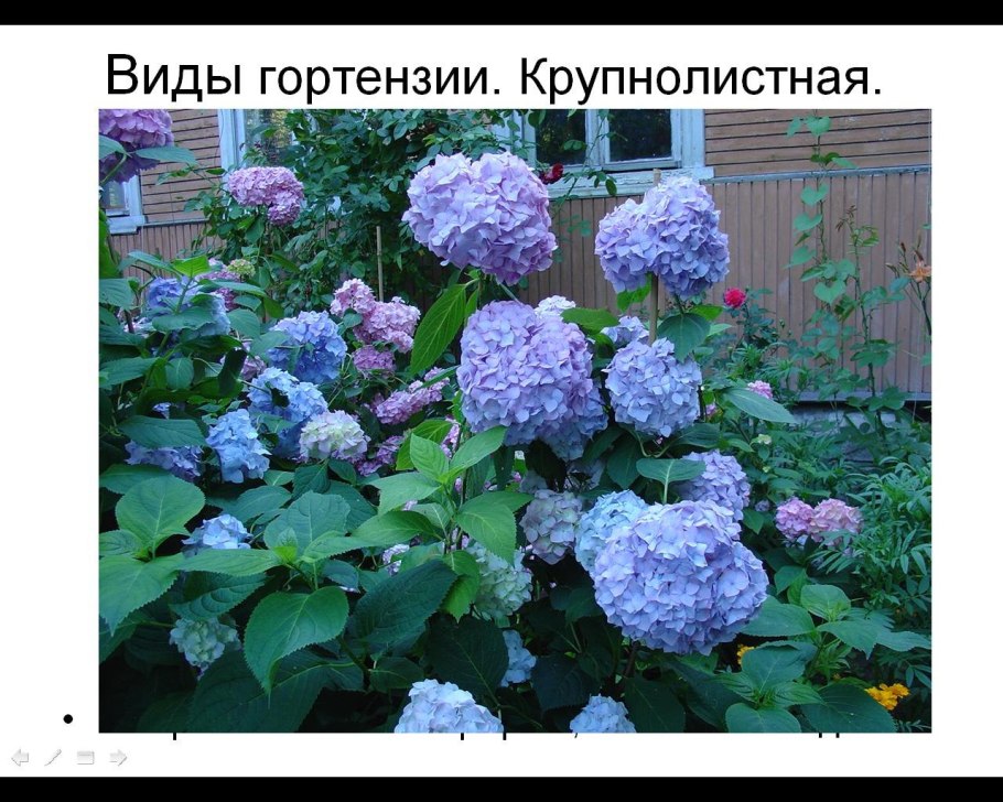 Гортензия Садовая многолетняя