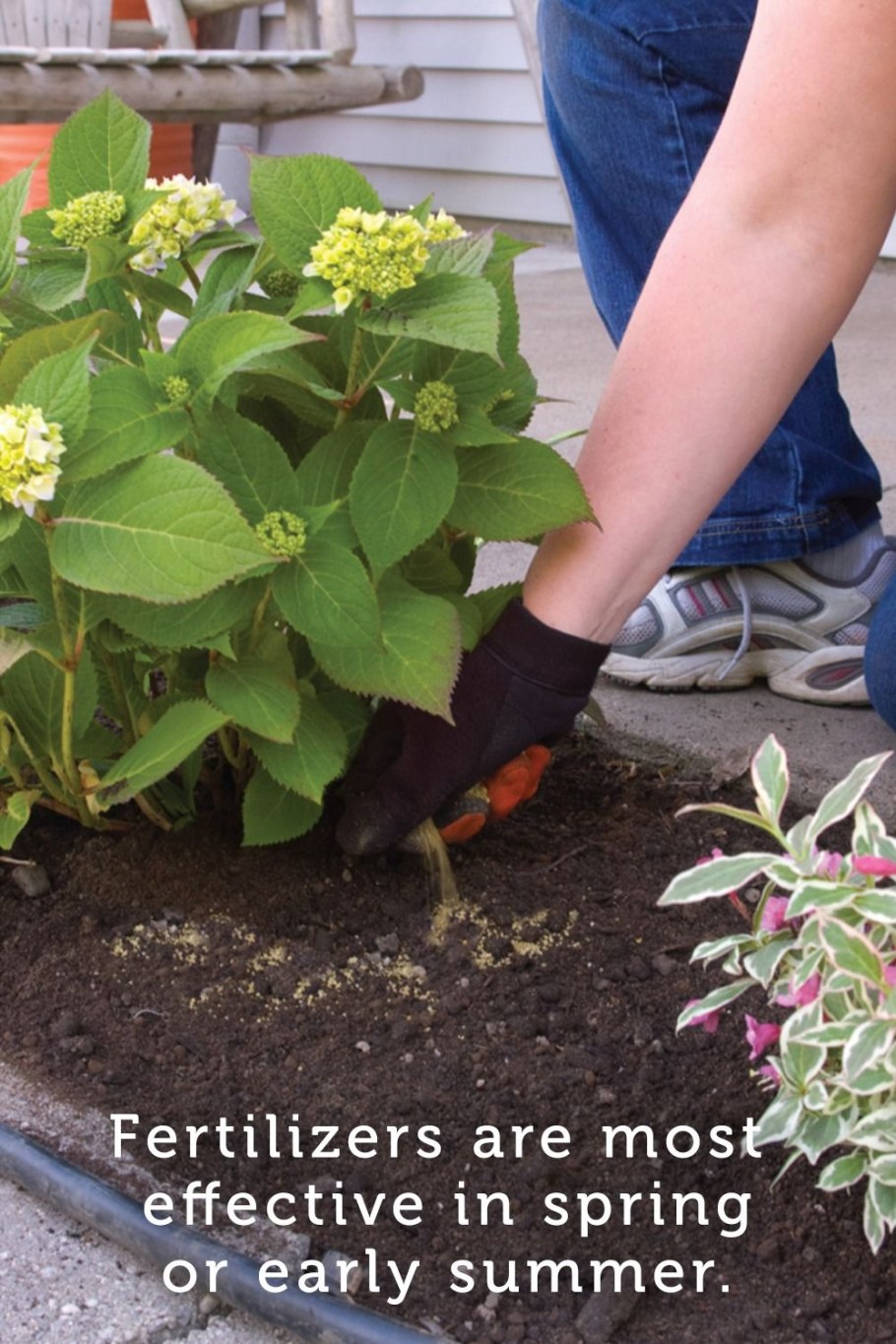 Гортензии крупнолистная мульчирование