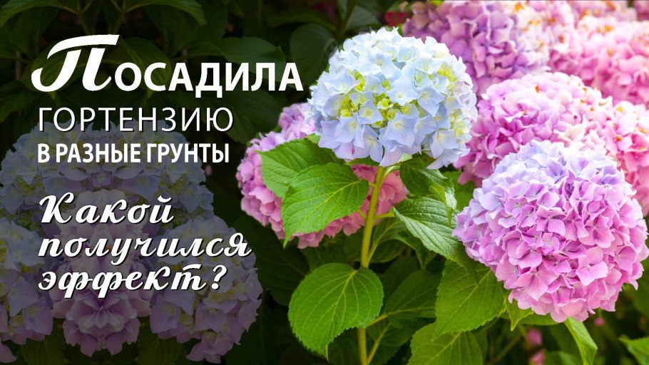 Грунт для гортензии