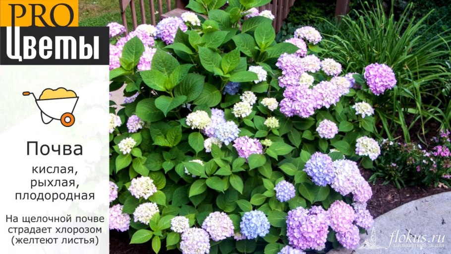 Грунт для гортензии