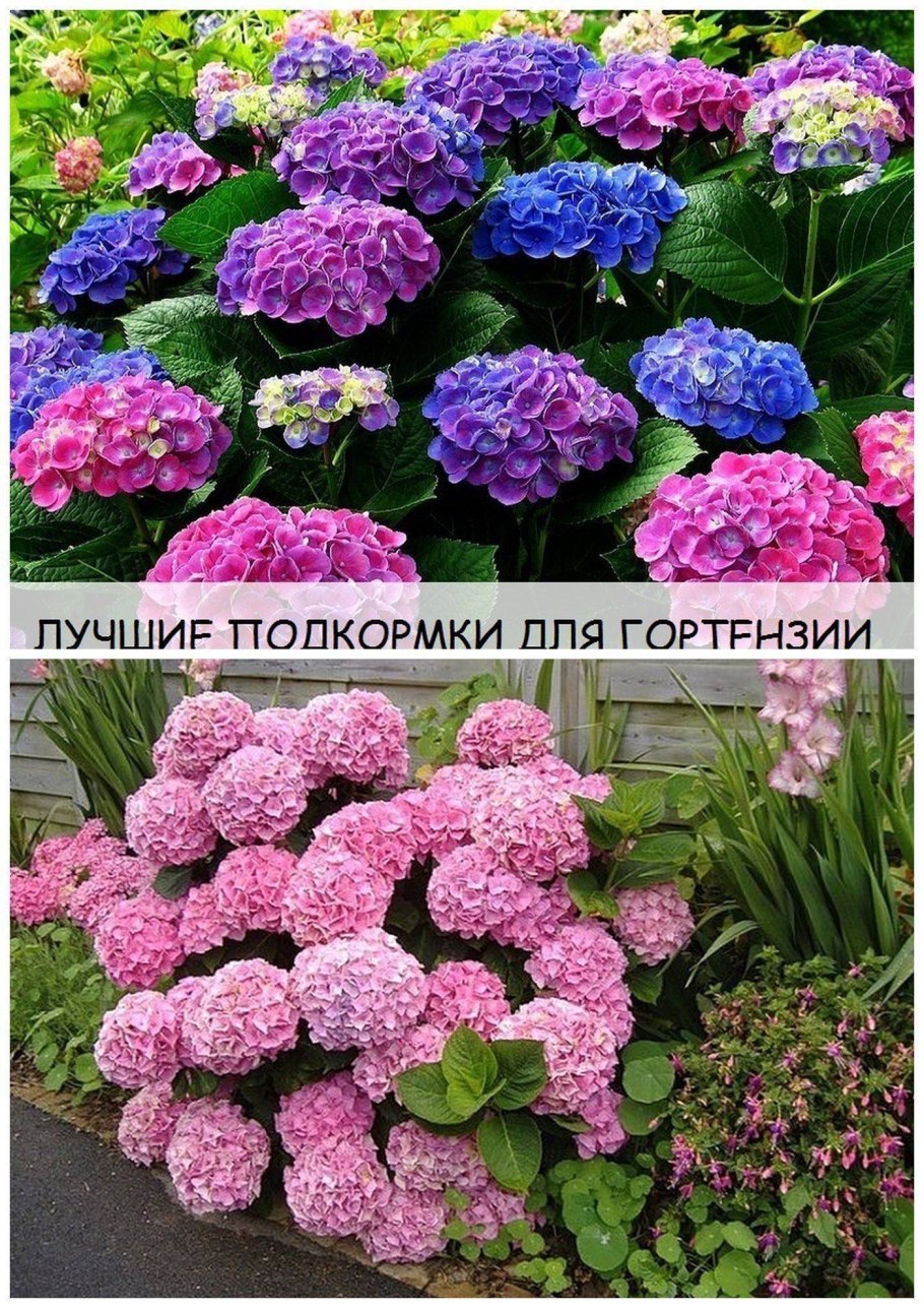 Подкормка гортензии