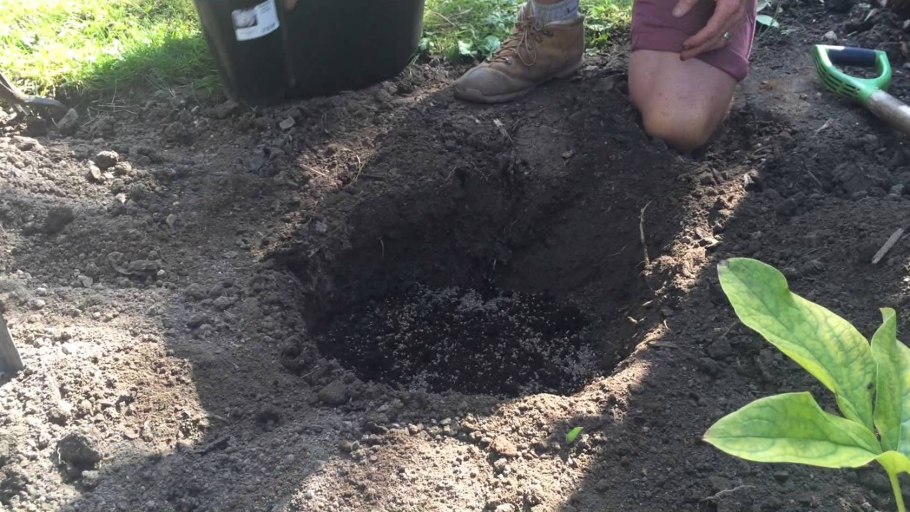 Ямы для саженцев