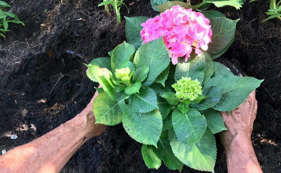 Гортензия крупнолистная осенью