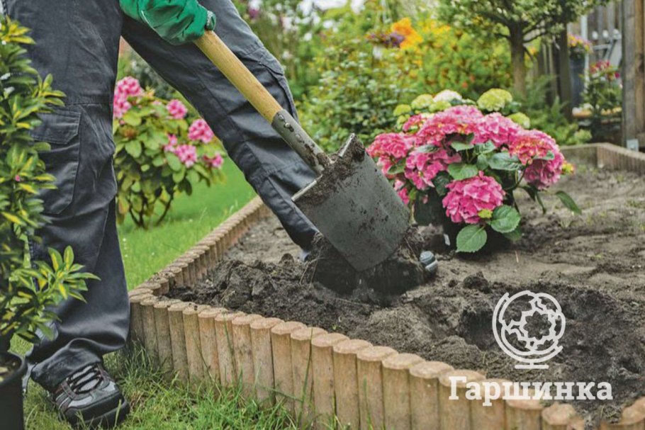 Посадка гортензии осенью в открытый грунт