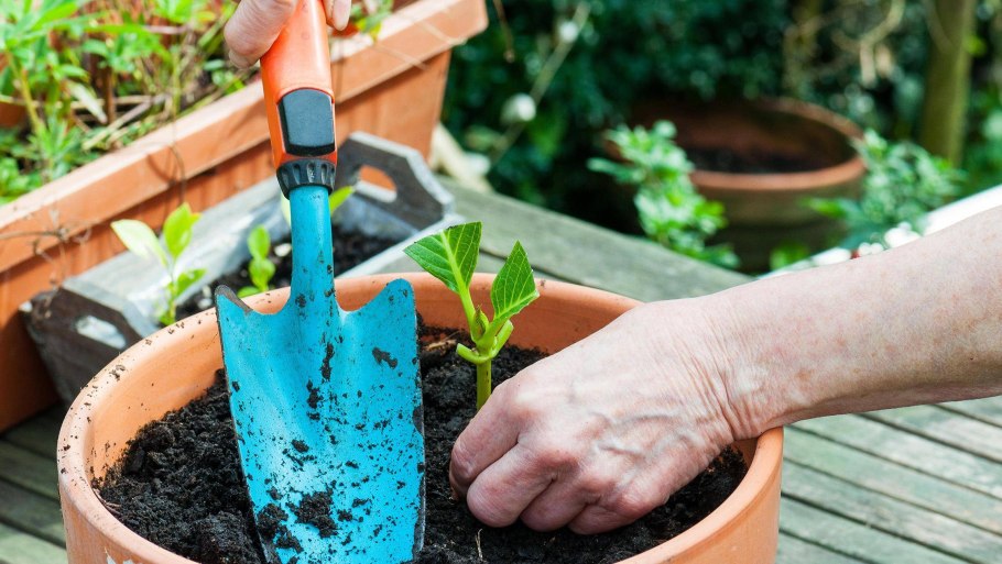Полив саженцев в горшках