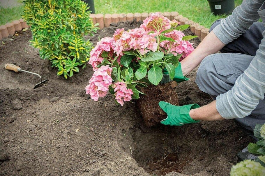 Пересаживание гортензии садовой