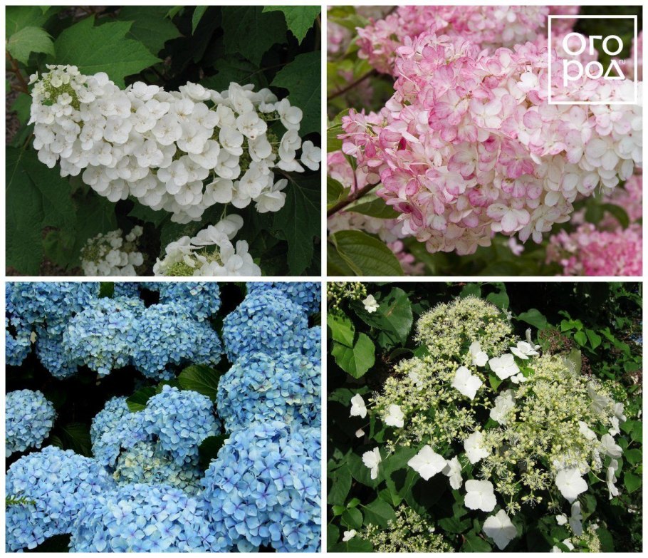 Удобрение для гортензий ОРГАНИКМИКС 800 Г