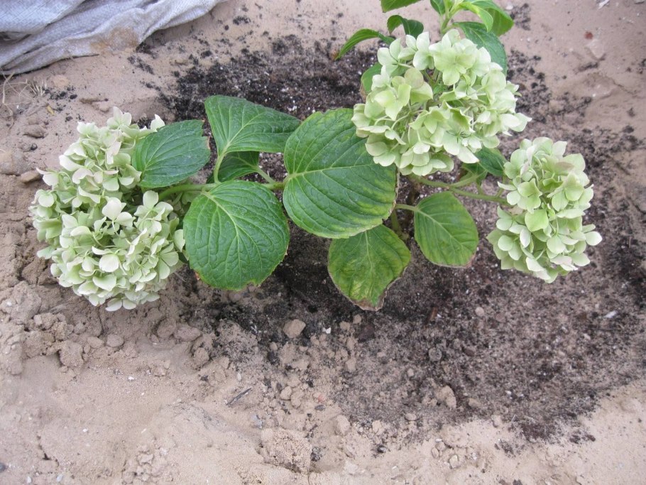 Гортензия крупнолистная всходы