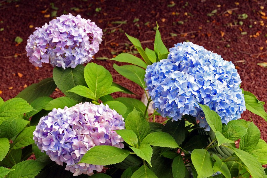 Подкислитель для гортензий