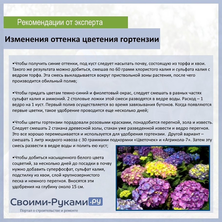 Схема подкормки гортензий метельчатых