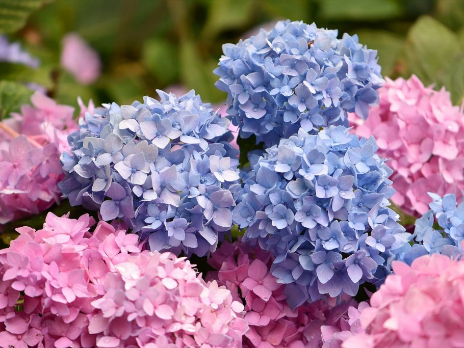 Посадка гортензии