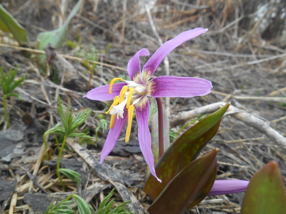 Микроволновка Панасоник nn-sd366w