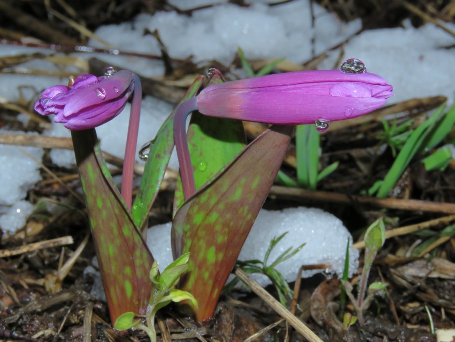 Erythronium americanum