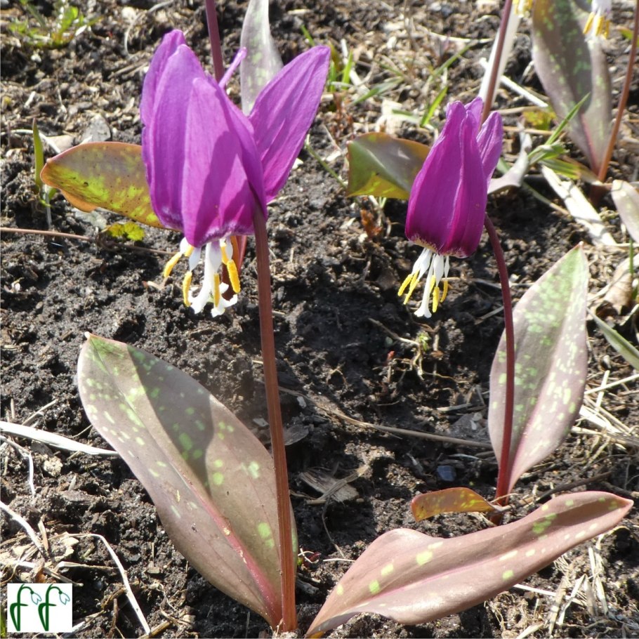 Кандык Абхазия