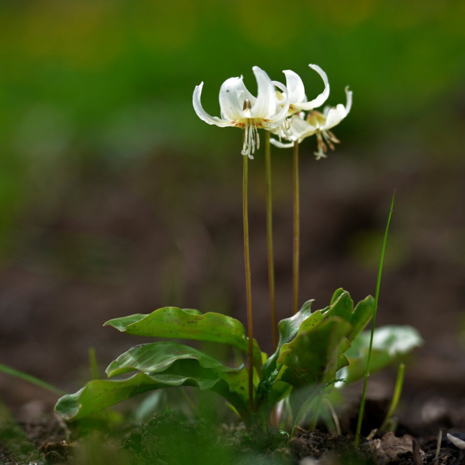 Кандык Сибирский описание и интересные факты