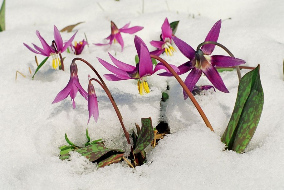 Charmer Кандык