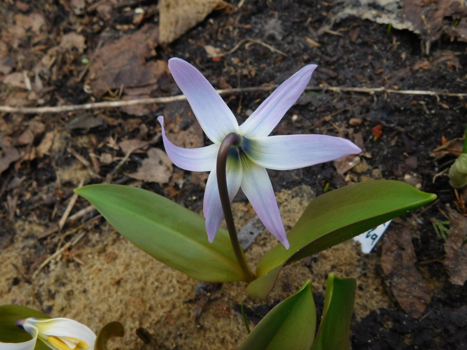 Кандык Сибирский семена