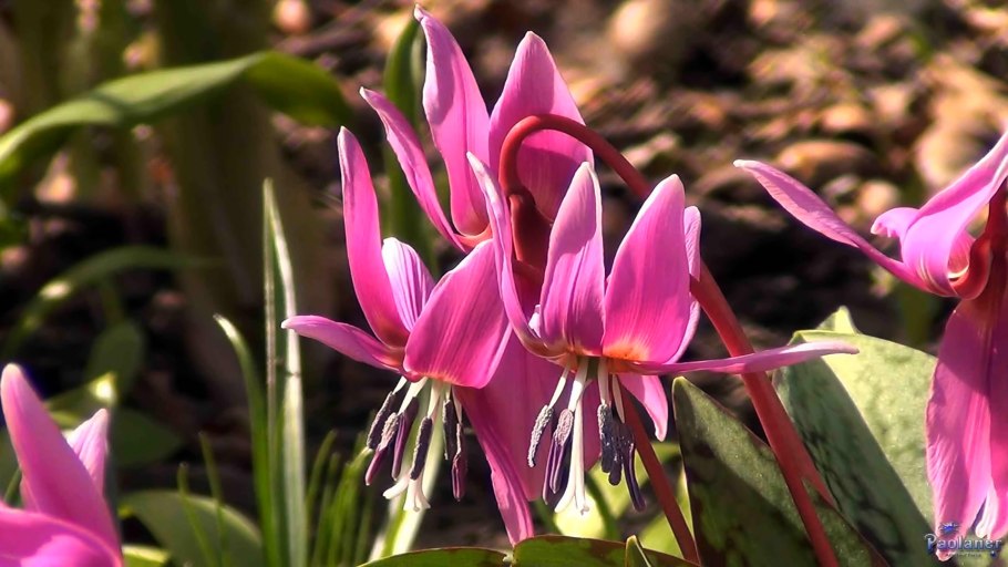 Кандык тюльпан