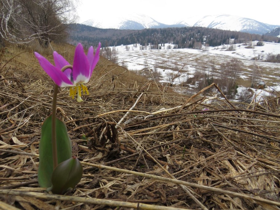 Erythronium japonicum