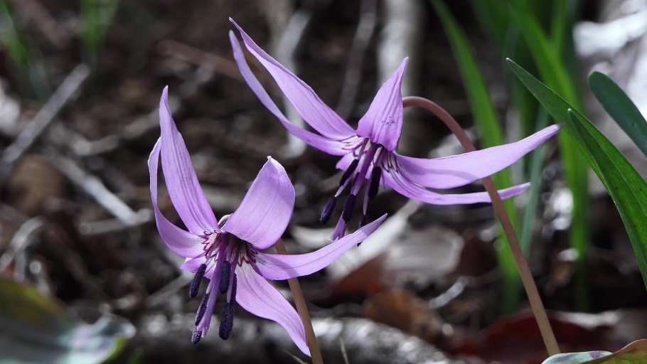 Эритрониум Pagoda