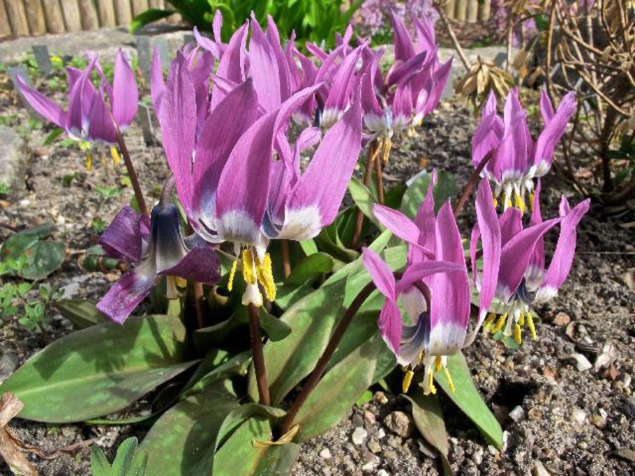 Кандык в Ленобласти