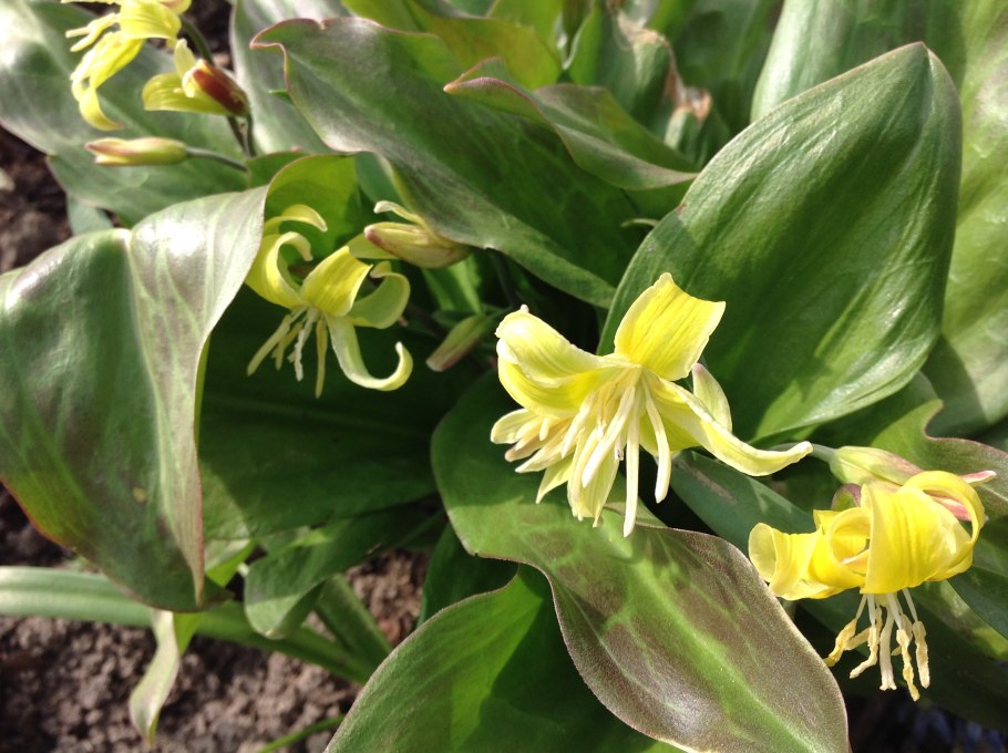 Кандык калифорнийский