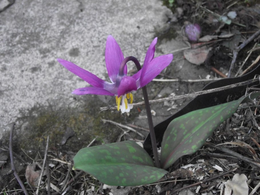 Эритрониум пагода