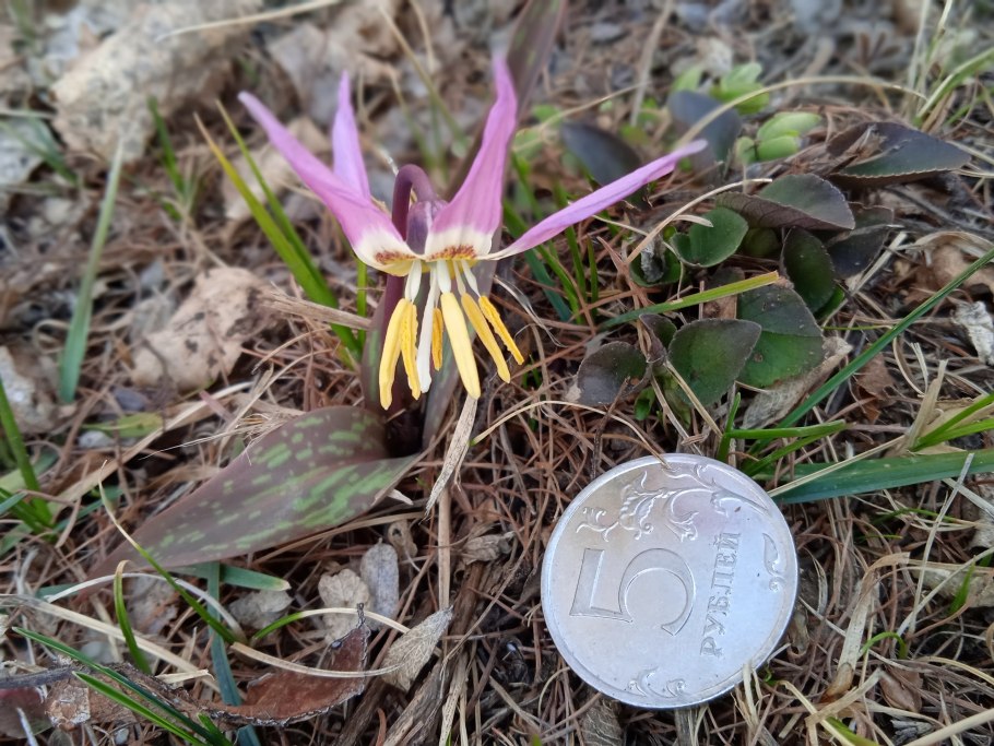 Кандык сиреневый