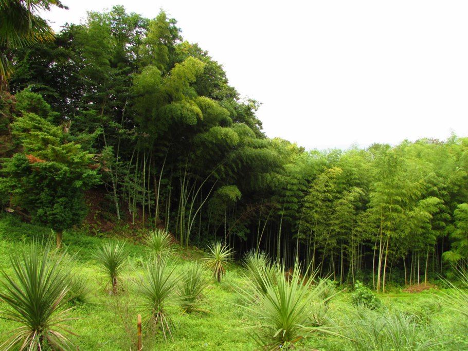 Батумский Ботанический сад Батуми