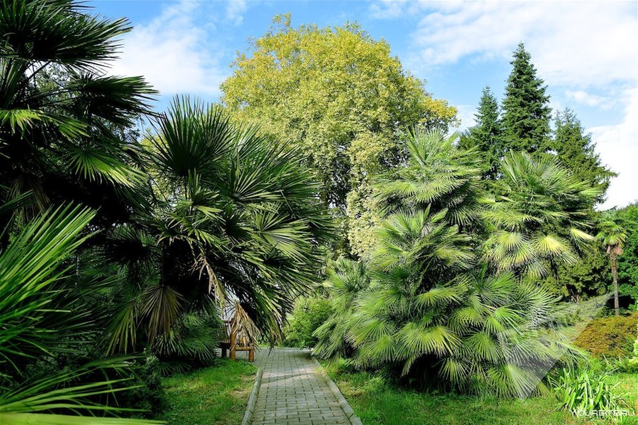 Аджария Ботанический сад