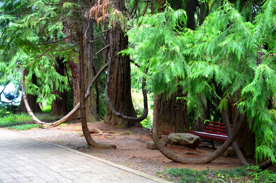 Ботанический сад Грузия